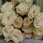 Cream of the Crop Roses Branchue d'Equateur Ethiflora